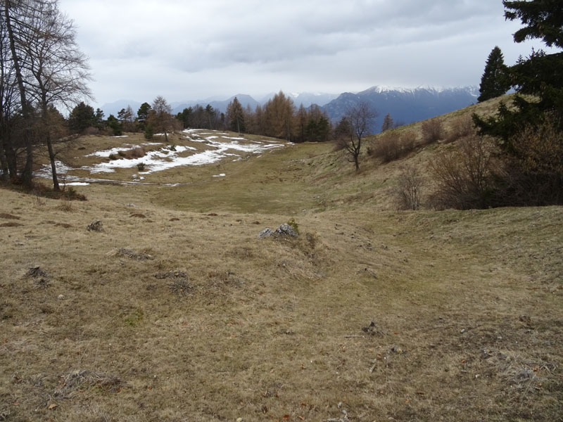 Turdus torquatus - Turdidae (Merlo dal collare)